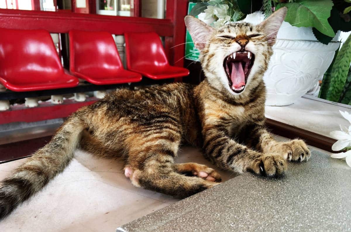 A tabby cat yawning widely while lying on a textured surface, with red seats and white flowers in the background.