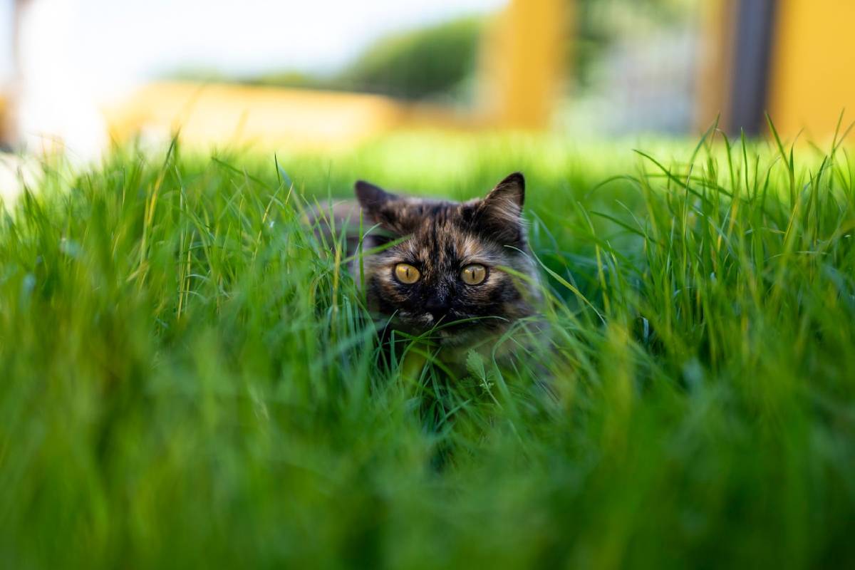 A tortoiseshell cat peering through tall green grass in a sunny garden.