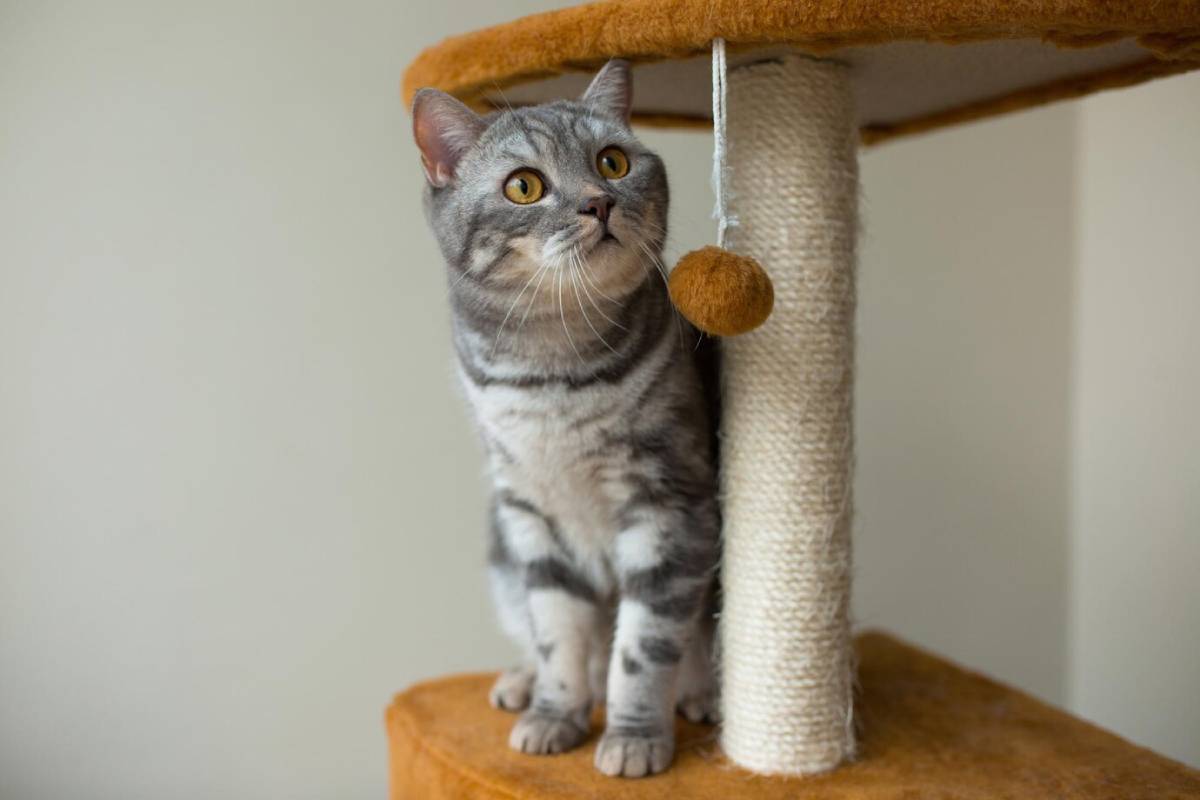 Grey tabby cat with yellow eyes standing on a scratching post, looking up.