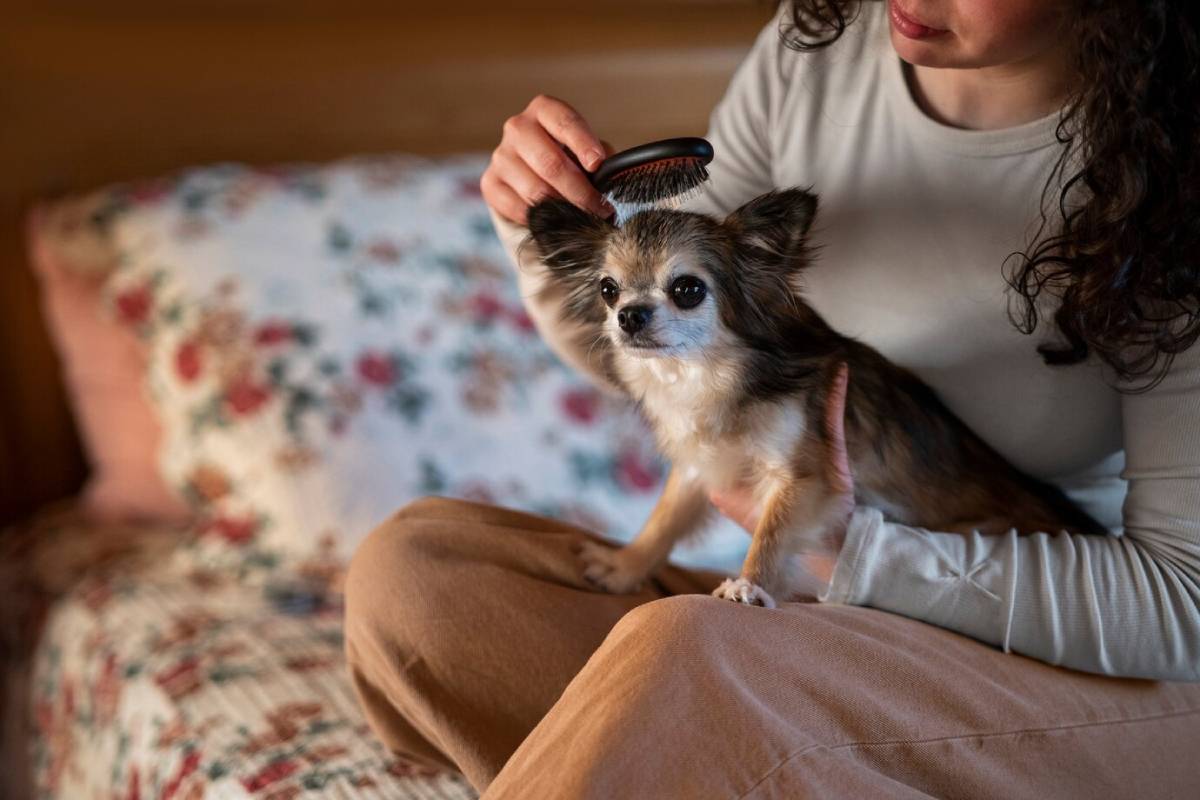Woman gently brushes a small Chihuahua sitting on her lap indoors with a floral cushion visible behind them.