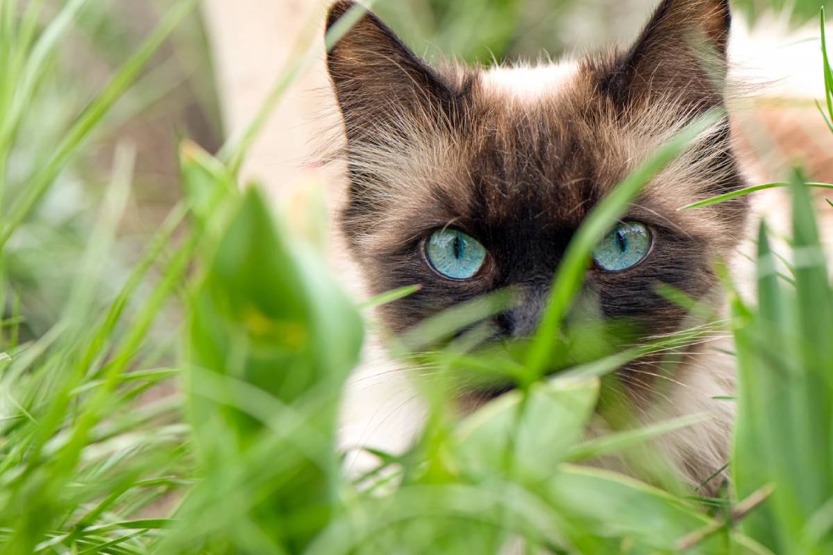  A Siamese cat with striking blue eyes peering through green grass.