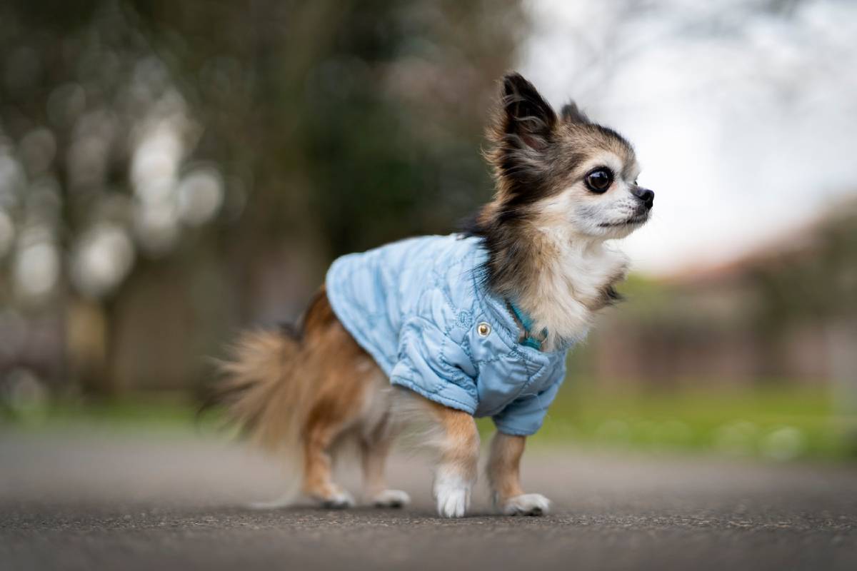  A small Chihuahua in a blue coat standing on a pavement, looking to the side.