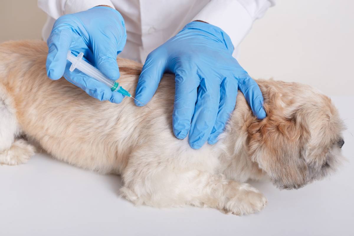 A veterinarian in blue gloves administering a vaccine to a relaxed beige dog.