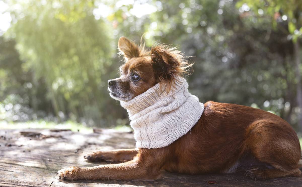 Small brown dog wearing a white scarf, lying on a wooden surface in a sunlit garden. 