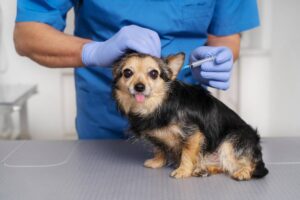 Veterinarian in blue scrubs giving a vaccination to a small, alert dog at a clinic.