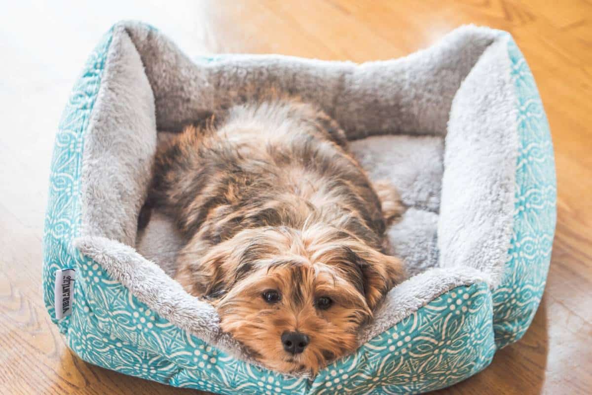Small brown dog lying comfortably in a turquoise and grey patterned pet bed on a wooden floor.